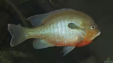 Lepomis auritus im Gartenteich halten