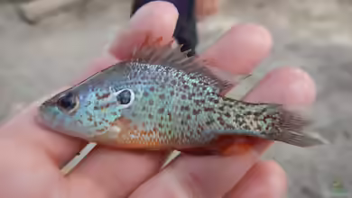 Lepomis humilis in Aquarium oder Teich halten