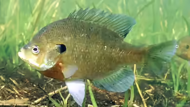 Lepomis macrochirus in Aquarium oder Teich halten