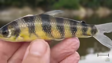 Leporinus enyae im Aquarium halten