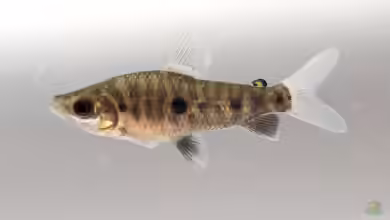 Leporinus friderici im Aquarium halten
