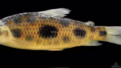 Leporinus gossei im Aquarium halten