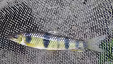 Leporinus maculatus im Aquarium halten