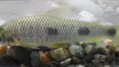 Leporinus muyscorum im Aquarium halten