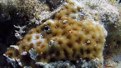 Leptastrea bewickensis im Aquarium halten
