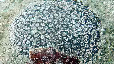 Leptastrea inaequalis im Aquarium halten