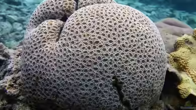 Leptastrea transversa im Aquarium halten