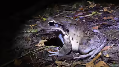 Leptodactylus fallax im Terrarium halten