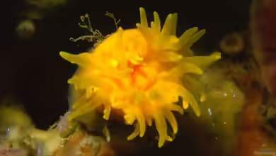 Leptopsammia pruvoti im Aquarium halten
