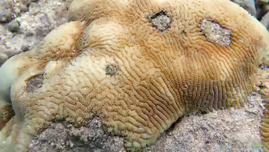 Leptoria phrygia im Aquarium halten