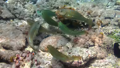 Leptoscarus vaigiensis im Aquarium halten