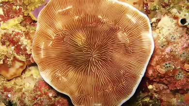 Leptoseris glabra im Aquarium halten