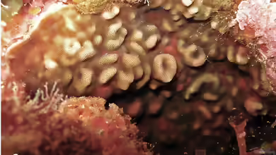 Leptoseris incrustans im Aquarium halten