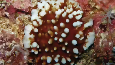Leptoseris kalayaanensis im Aquarium halten