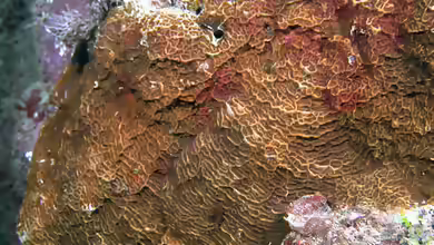 Leptoseris mycetoseroides im Aquarium halten