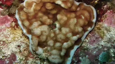 Leptoseris solida im Aquarium halten
