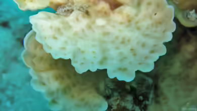Leptoseris yabei im Aquarium halten