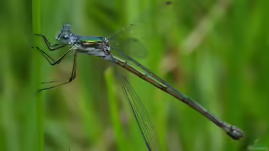 Lestes sponsa im Garten