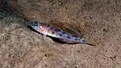 Lesueurigobius friesii im Aquarium halten