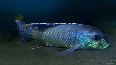 Lethrinops leptodon im Aquarium halten