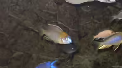 Lethrinops sp. yellow collar im Aquarium halten