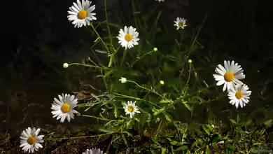 Leucanthemum ircutianum im Garten pflanzen
