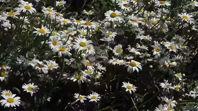Leucanthemum maximum im Garten pflanzen