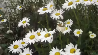 Leucanthemum vulgare im Garten pflanzen