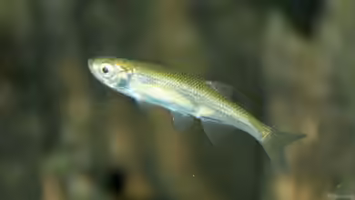 Leucaspius delineatus im Gartenteich halten