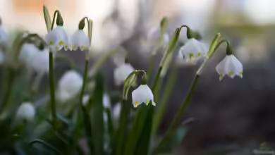 Leucojum vernum im Garten pflanzen
