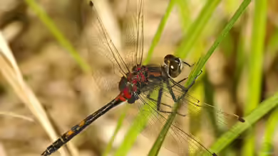 Leucorrhinia dubia im Garten
