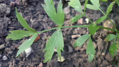 Levisticum officinale am Gartenteich