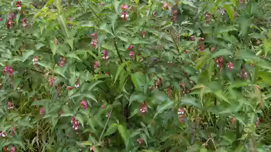 Leycesteria formosa im Garten pflanzen