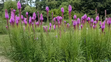 Liatris spicata im Garten pflanzen