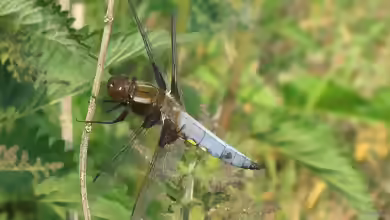 Libellula depressa am Gartenteich