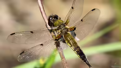 Libellula quadrimaculata am Gartenteich