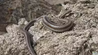 Lichanura orcutti im Terrarium halten