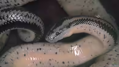 Lichanura trivirgata im Terrarium halten