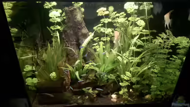 Lido 120 Amazonasgesellschaftsbecken von juweler4567