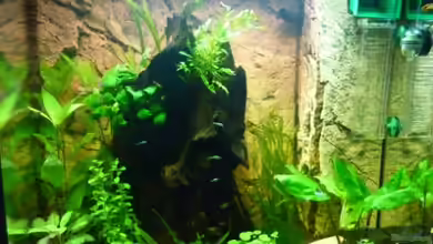 Lido 120 weiss von Eisbeerli