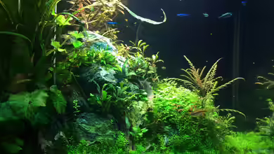 Lido 200 von frankHH