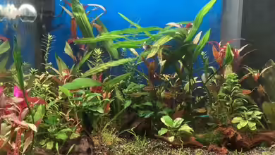 Lido reloadet von GJK