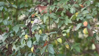 Ligustrum delavayanum im Garten pflanzen