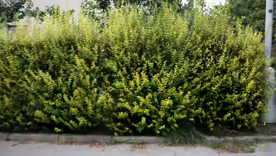 Ligustrum ovalifolium im Garten pflanzen