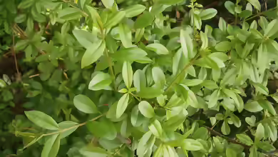 Ligustrum vulgare am Gartenteich pflanzen