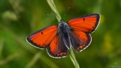 Lilagold-Feuerfalter: Lycaena hippothoe im Garten
