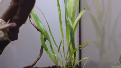 Liliaeopsis mauritiana im Aquarium pflegen