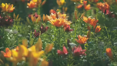 Lilien - Majestätische Schönheiten für den Garten