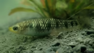 Limia islai: Tigerkärpfling im Aquarium halten