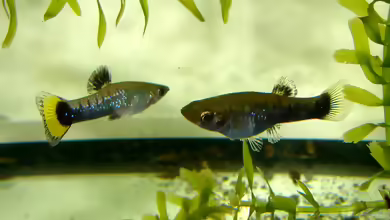 Limia melanogaster: Dreifarbiger Jamaikakärpfling im Aquarium halten